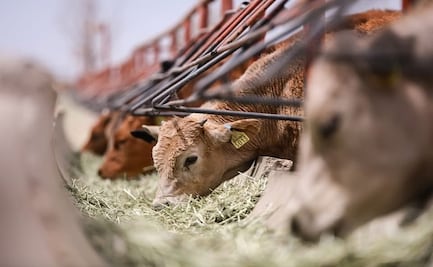 Aumentan precios de carne y ganado por sequía y casos de gusano barrenador; México reduce inventario