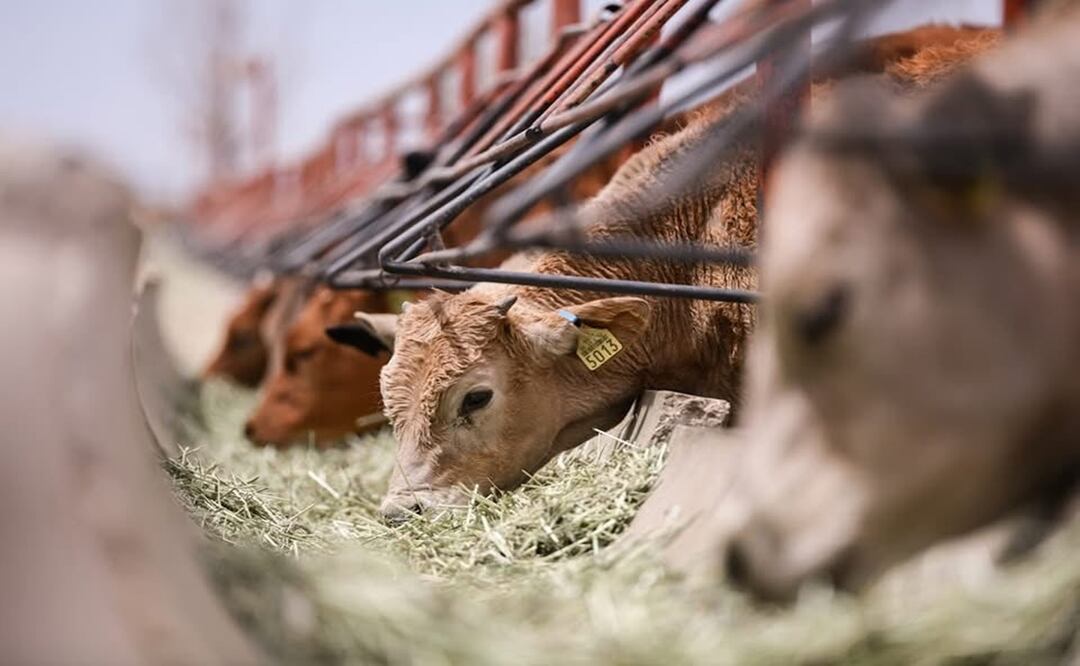 El precio del ganado aumenta por sequía en 2025. Foto: Especial/ Archivo