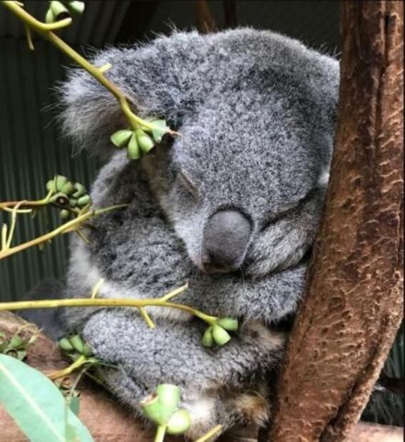 Científicos descifran el genoma completo del koala