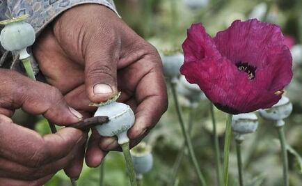 Guerrero governor makes waves by touting legal opium poppies