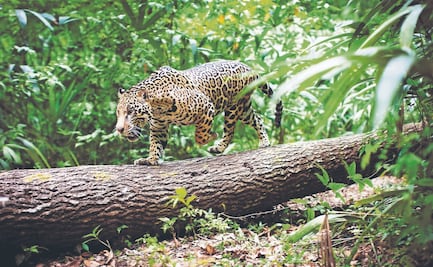 Defensa modifica manejo de fauna silvestre cercana al Tren Maya; implementará acciones con trato digno y respetuoso