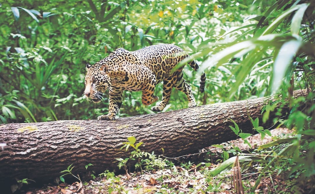 Entre los requisitos está el monitoreo de felinos y mamíferos en estatus de protección, así como otras especies. Foto Especial