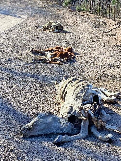 Tratando de sobrevivir, los animales salen de sus corrales a buscar agua, pero mueren en los caminos y veredas. Foto Especial