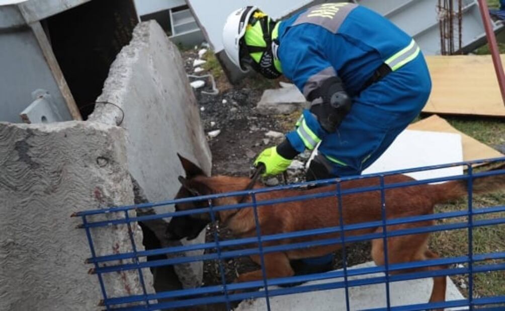 La perrita Frida deja escuela: estos son sus herederos