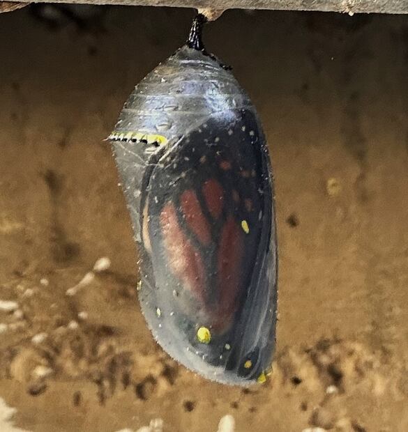 Las alas anaranjadas se distinguen a través de la película de su crisálida. (© O. Vidal/P. Cendón)