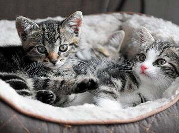 Vinculan a proceso a cuatro adolescentes por matar a dos gatos en Aguascalientes