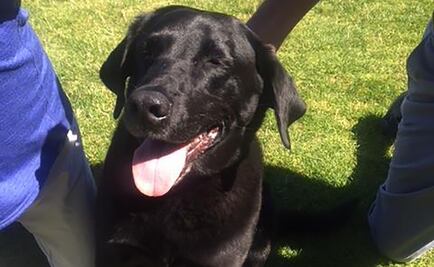 ¿Por qué una perra salvó a un hombre de pasar 50 años en prisión en EU?