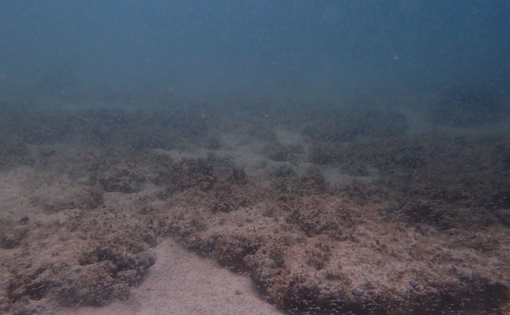 Bosque de sargazo desaparecido en uno de los sitios monitoreados. | Crédito: Fabio Favoreto
