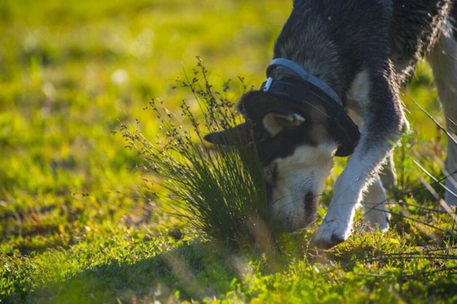 El misterioso comportamiento de los perros al comer pasto. Fuente: Freepik.