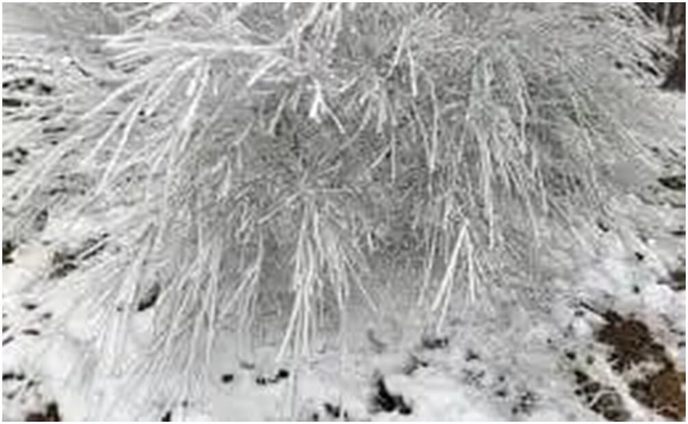 Veracruz registra cencelladas, que es una pequeña lámina de hielo que se forma sobre superficies expuestas a la intemperie (21/01/2025). Foto: Especial