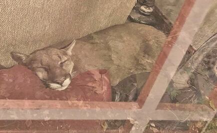 Muere puma de ocho años en Zoológico de Chiapas  