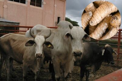 Gusano barrenador en México ; síntomas y cómo reconocer esta peligrosa infestación