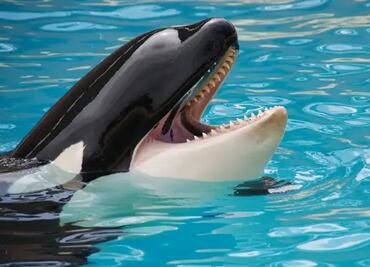¿Gladys? Nuevamente grupo de orcas atacan a un velero en las costas de Ceuta