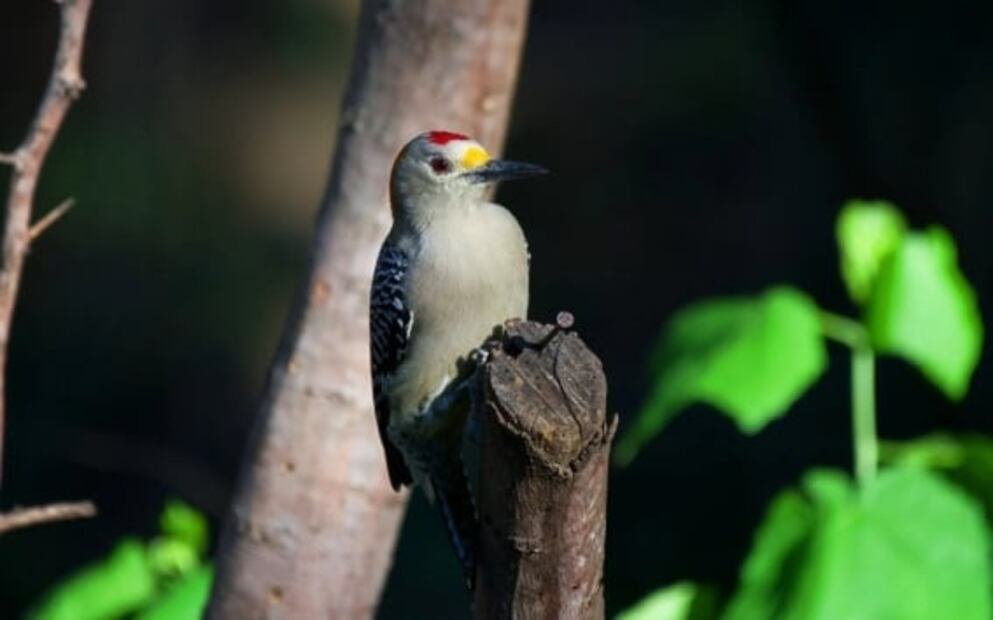 Este chocolate es elaborado con ayuda de un pájaro carpintero