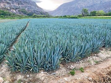 La facultad de química contribuye al mejoramiento del tequila