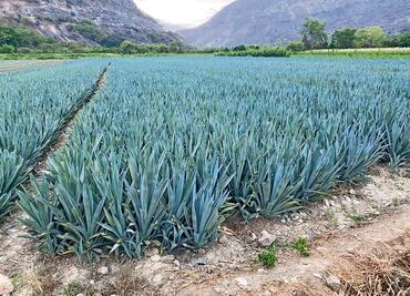 La facultad de química contribuye al mejoramiento del tequila