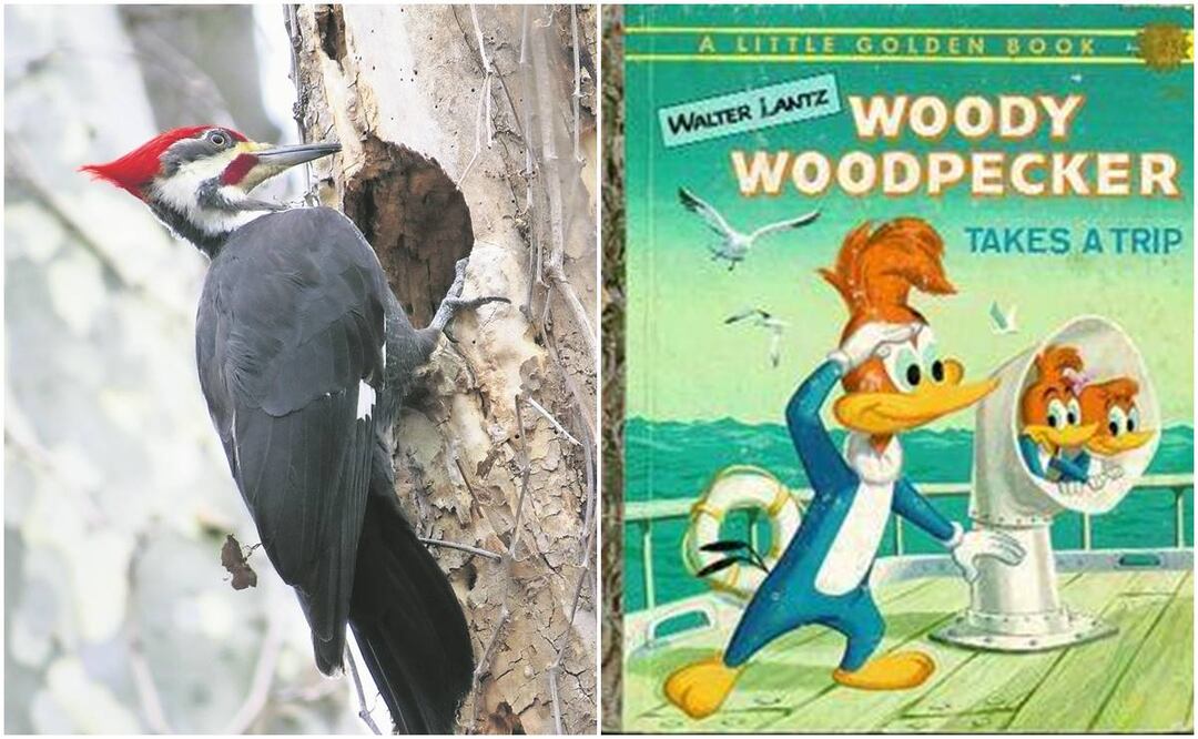 ¿Adiós a "Loquillo"? EU declara extinto al pájaro carpintero