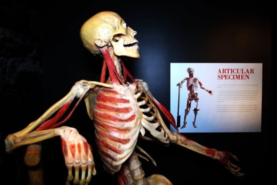 En cuerpos humanos reales exhiben efectos del Covid-19