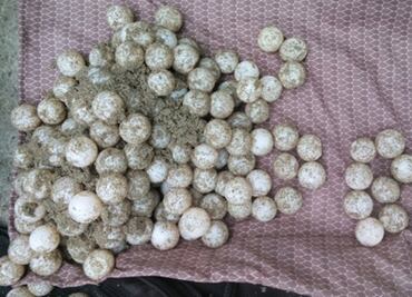 Rescata Profepa mil 605 huevos de tortuga golfina en Guerrero