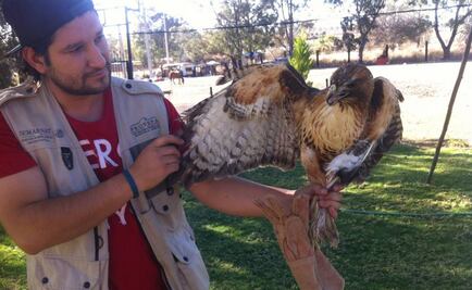 Aseguran animales abandonados en Jalisco