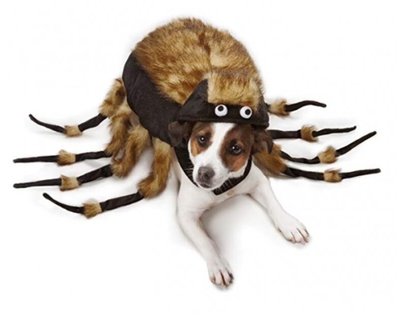 Estos son los mejores disfraces de Halloween 2019 para mascotas