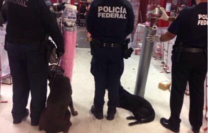 Agentes caninos aseguraron 24 kilos de droga en Veracruz