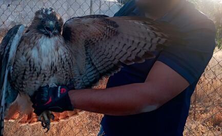 Rescatan desde boa, aguililla cola roja y cernícalo en Querétaro; vivían en cautiverio