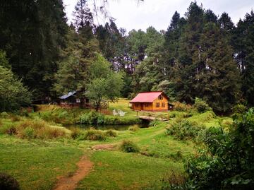 Peña de Lobos, el bosque embrujado a una hora de CDMX
