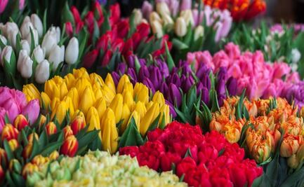 Día de las madres: Flores costarán 10% más, precios se disparan