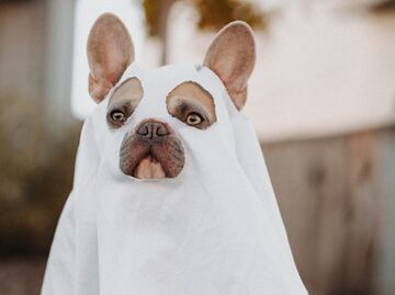 Lleva a tu lomito a la marcha zombie para perros