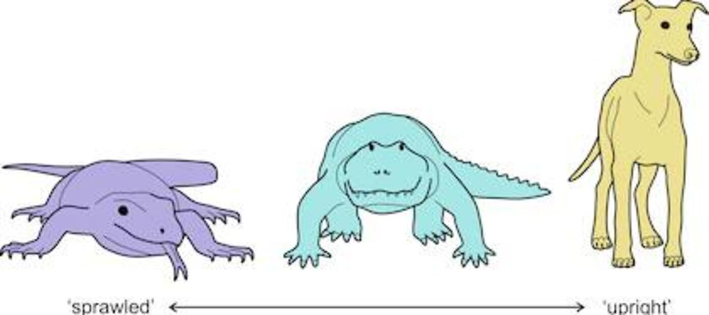 Estudio de Harvard revela cómo los primeros mamíferos evolucionaron hacia una postura erguida. Fuente: Freepik.