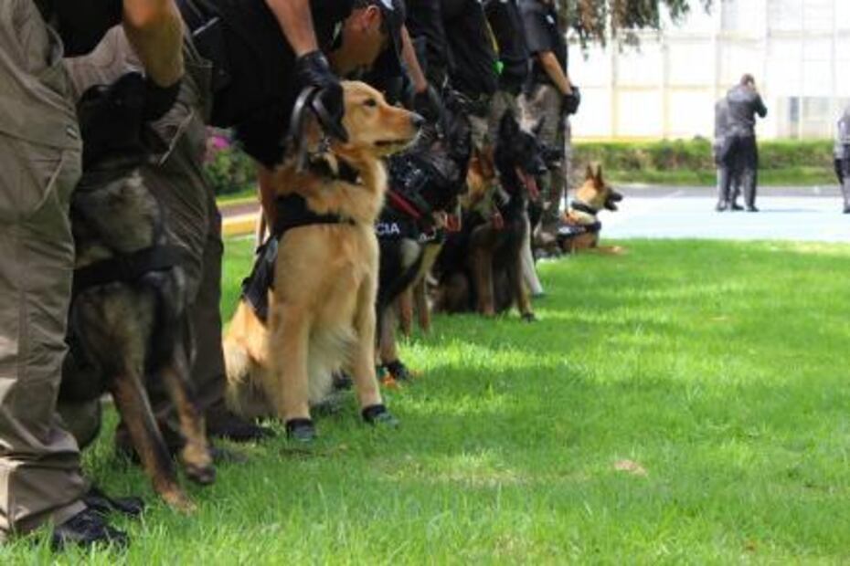“Perros donados por EU, listos para actuar”