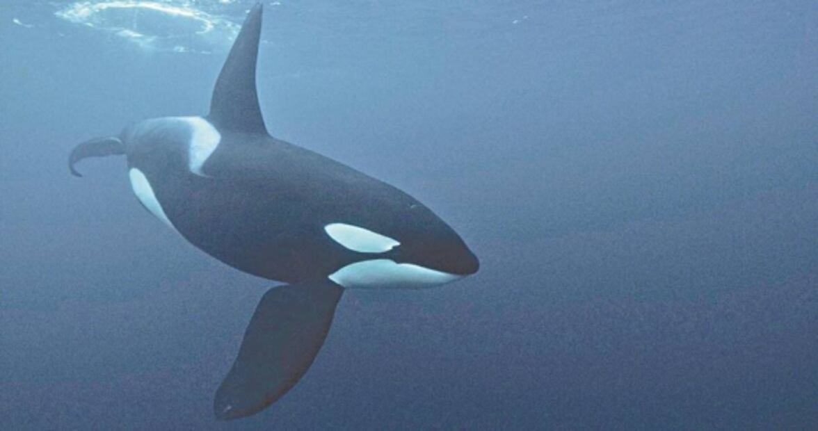 James Cameron devela "Secretos de las ballenas"