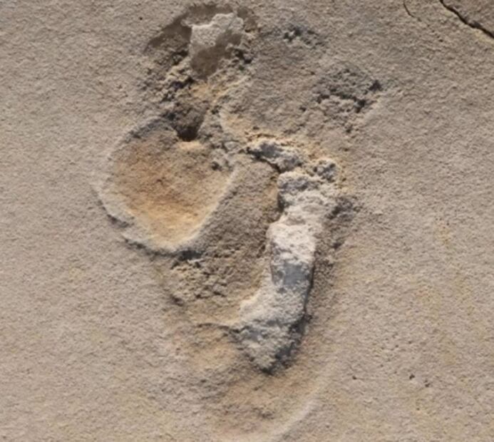 Descubren huellas de hace al menos seis millones de años, siendo las más antiguas conocidas de prehumanos