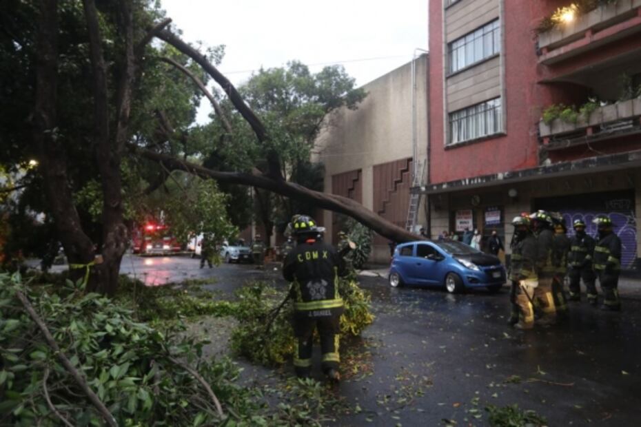 Árbol de 25 metros cae sobre auto en la colonia Tabacalera 