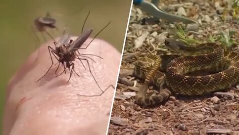 Estos son los animales más peligrosos del mundo, según experta