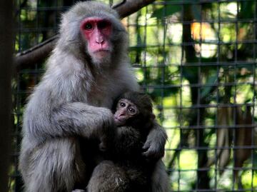 Morena busca desaparecer los zoológicos en la CDMX