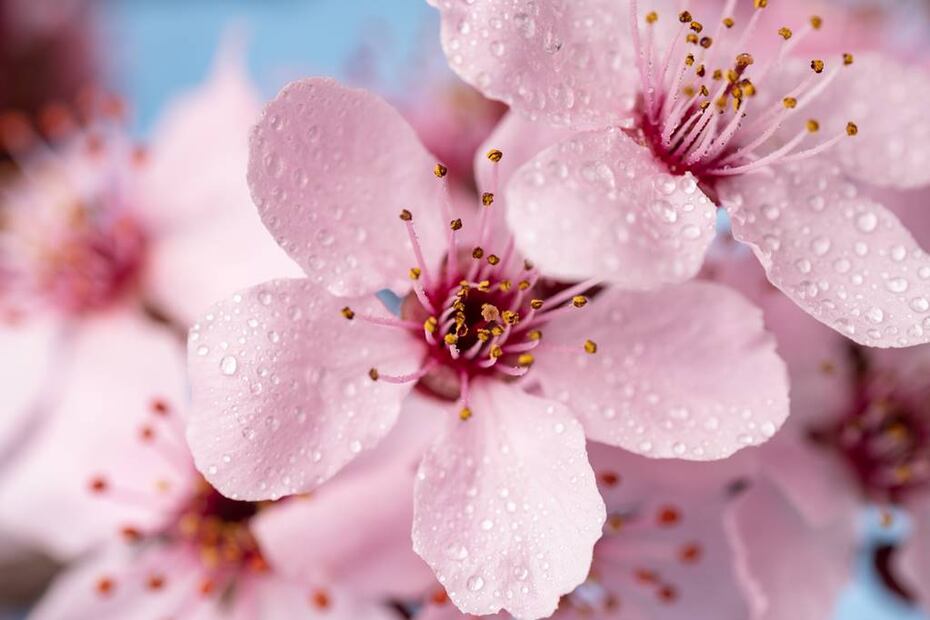 Foto: Garry Kosoff. iStock