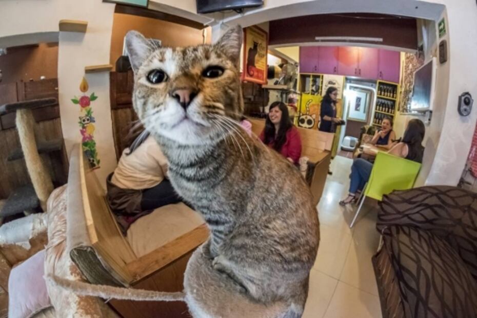 Lugares donde adoran a su Majestad el gato