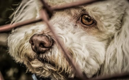 Perritos y gatitos, las víctimas colaterales de las redadas en Texas; son abandonadas en refugios o departamentos vacíos