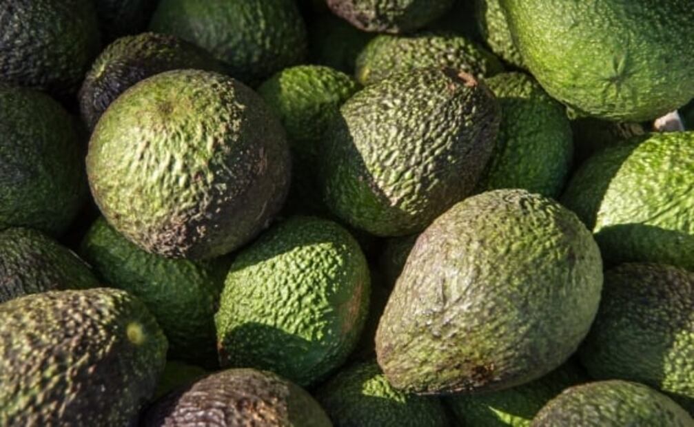 Cuánto debe costar el kilo de aguacate, según la Profeco