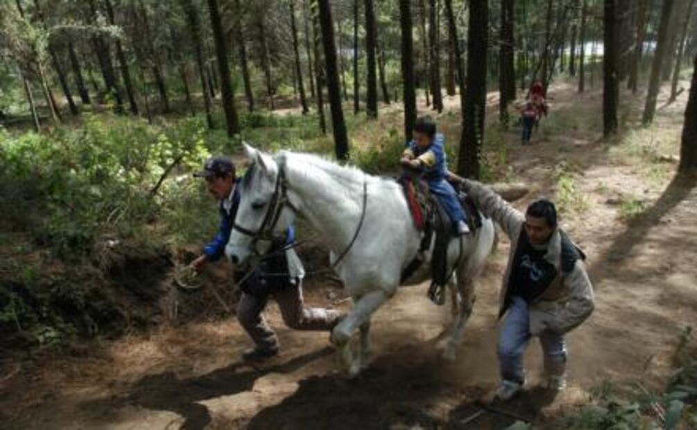 Pronto abrirán los santuarios de la mariposa monarca
