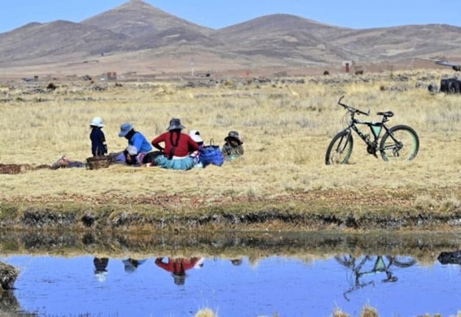 El chuño, el método ancestral para conservar las papas por 20 años