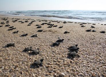 México rebasó en 2020 el límite de mortandad de tortugas caguama en BCS, señalan reportes