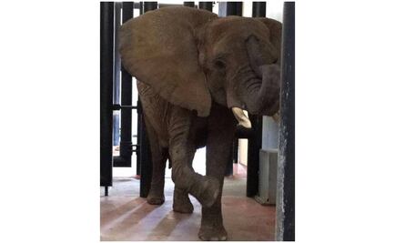 Elefanta Ely tiene buen estado de salud, reporta Profepa