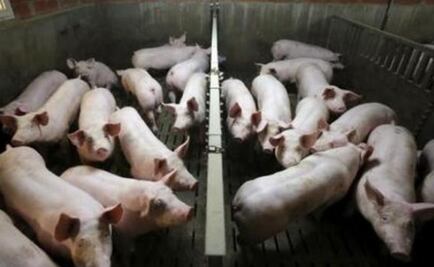 Modifican ADN de los cerdos y obtienen carne con menos grasas