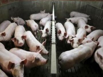Modifican ADN de los cerdos y obtienen carne con menos grasas