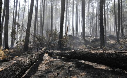 Por incendio, suspenden clases en 60 escuelas de Las Vigas, Veracruz