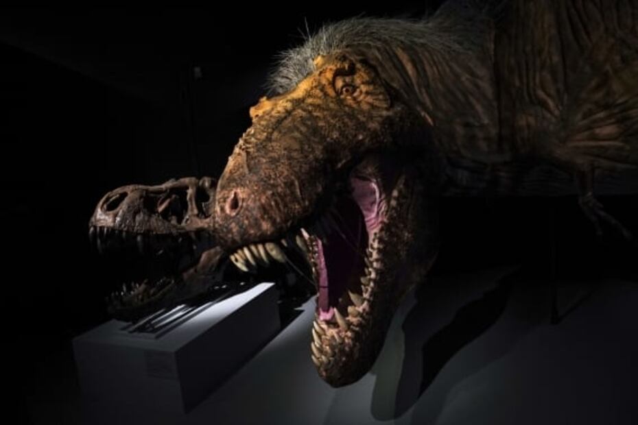 El T Rex caminaba a la velocidad del ser humano y actuaba como lobo