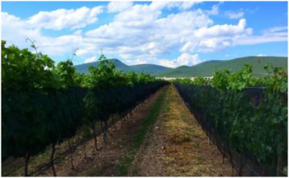 Los mejores vinos en el México Selection 2018